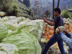 petani-dieng-memanen-kubis_20200704_224342.jpg