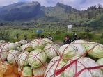 petani-dieng-memanen-kubis_20200704_224500.jpg