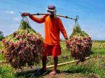 petani-indonesia-23.jpg
