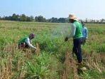 petani-jagung-di-kecamatan-seputih-raman-gropyokan-kejar-hama-tikus.jpg