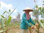 petani-jagung____.jpg
