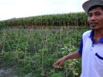 petani-jember-minta-stop-impor-jagung-jelang-panen_20151109_150951.jpg