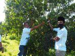 petani-jeruk-petik-di-desa-selorejo-kecamatan-dau-kabupaten-malang.jpg