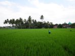 petani-kabupaten-malang-lakukan-perawatan-tanaman-padi_20220721_155415.jpg