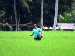 petani-kabupaten-malang-lakukan-perawatan-tanaman-padi_20220721_160211.jpg