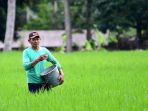 petani-kabupaten-malang-lakukan-perawatan-tanaman-padi_20220721_160628.jpg