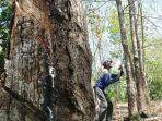 petani-karet-di-oku-selatan-sedang-menyadap-getah-karet-dikebun.jpg
