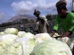 petani-kembali-beraktivitas-pasca-erupsi-gunung-sinabung_20170803_203126.jpg