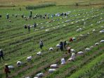 petani-kendal-panen-bawang-merah_20210505_120921.jpg