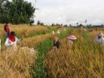 petani-lahat_20160523_230412.jpg