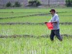 petani-melakukan-pemupukan-padi-dengan-pupuk-urea-dan-npk_20221001_141443.jpg