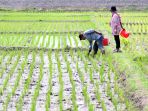 petani-melakukan-pemupukan-padi-dengan-pupuk-urea-dan-npk_20221001_141553.jpg