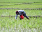 petani-melakukan-pemupukan-padi-dengan-pupuk-urea-dan-npk_20221001_141653.jpg