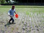 petani-melakukan-pemupukan-padi-dengan-pupuk-urea-dan-npk_20221001_141758.jpg