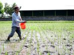 petani-melakukan-pemupukan-padi-dengan-pupuk-urea-dan-npk_20221001_142757.jpg