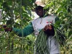 petani-memanen-kacang-panjang_20170105_012847.jpg