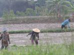 petani-menanam-padi-di-tengah-wabah-covid-19_20200411_011045.jpg