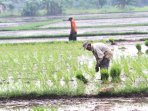 petani-menanam-padi_20160530_162347.jpg