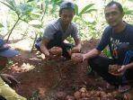 petani-menunjukkan-umbi-umbian-porang-amorphophalus-muelleri-ya.jpg