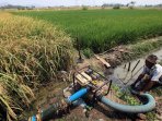 petani-menyedot-air-dengan-mesin-untuk-mengairi-sawah_20150920_214806.jpg