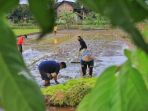 petani-milenial-wonolopo-semarang-kembangkan-minapadi-dan-ikan_20210808_131450.jpg