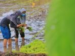 petani-milenial-wonolopo-semarang-kembangkan-minapadi-dan-ikan_20210808_131602.jpg