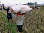 petani-padi-melakukan-perontokan-gabah-melalui-proses-mekamis_20230317_002840.jpg