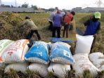 petani-padi-melakukan-perontokan-gabah-melalui-proses-mekamis_20230317_002922.jpg