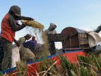 petani-padi-melakukan-perontokan-gabah-melalui-proses-mekamis_20230317_003005.jpg