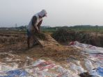 petani-padi-metontokan-gabah-usai-panen_20210819_102908.jpg
