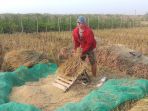 petani-padi-metontokan-gabah-usai-panen_20210819_103419.jpg