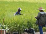 petani-padi.jpg
