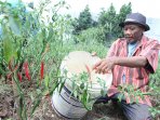 petani-panen-cabe-di-lahan-garapan-tangerang_20160628_133353.jpg
