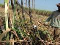 petani-rebu_01.jpg