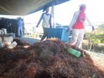petani-rumput-laut_20151006_144326.jpg