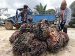 petani-sawit-di-sepaku-penajam-paser-utara_20190829_055052.jpg