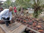 petani-sawit-di-sepaku-penajam-paser-utara_20190829_055330.jpg