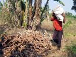 Impor Tapioka Ditengarai Jadi Biang Kerok Hancurnya Harga Singkong Petani Sukabumi