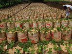 petani-strobery-pasir-jambu-bandung_20160426_152951.jpg