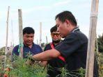 petani-tanam-ganja-di-kebun-tomat-untuk-obat-lama-lama-tergiur-menjualnyajpg.jpg