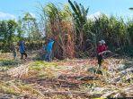 petani-tebu-di-indonesia.jpg