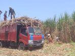 petani-tebu-di-indonesia_2.jpg