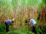 petani-tebu-di-jabar.jpg