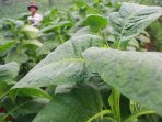 petani-tembakau-di-bandung_20160209_200945.jpg