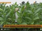 petani-tembakau-tolak-wacana-kenaikan-harga-rokok_20160822_162301.jpg