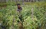 petani-tomat-aceh-besar_20150114_225943.jpg