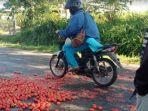 petani-tomat-pagaralam-jumat-782020-dengan-sengaja-membuang-hasil-panennya-di-jalan.jpg