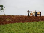 petani-ubi-cilembu-panen-di-kampung-cikoneng_20160816_151151.jpg