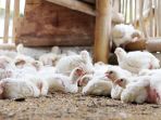 peternakan-ayam_20180123_202656.jpg