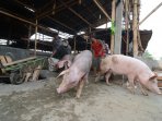 peternakan-babi-cisadane-digurus-pemkot-tangerang_20151016_152904.jpg